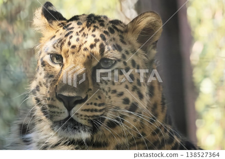 Amur leopard 138527364