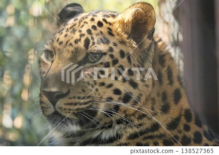 Amur leopard Amur leopard 138527365