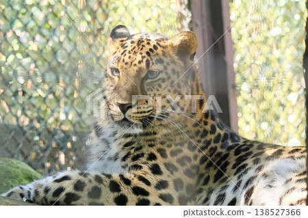 Amur leopard 138527366