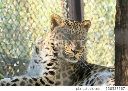 Amur leopard 138527367