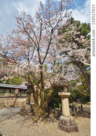 五子宮神社的櫻花 五子宮神社的櫻花 138527815