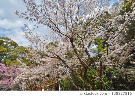 五子宮神社的櫻花 138527816