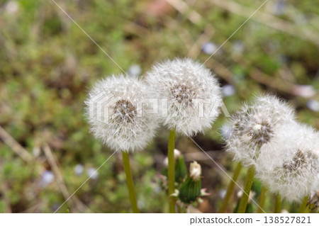 蒲公英的絨毛 138527821