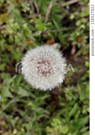 蒲公英的絨毛 蒲公英的絨毛 138527822