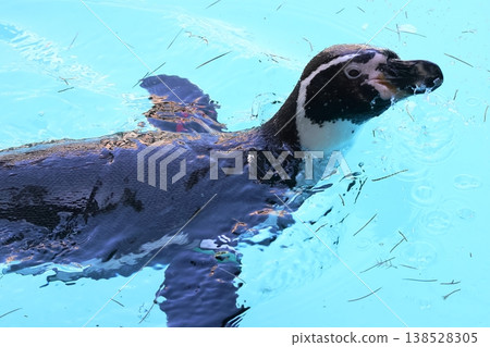 Humboldt Penguin Humboldt Penguin 138528305
