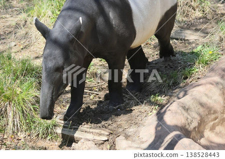 巴庫 巴庫 138528443