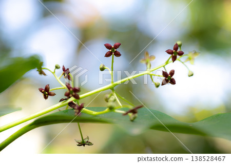 Close-up of the small, maroon flowers of Aucuba japonica. Close-up of the small, maroon flowers of Aucuba japonica. 138528467