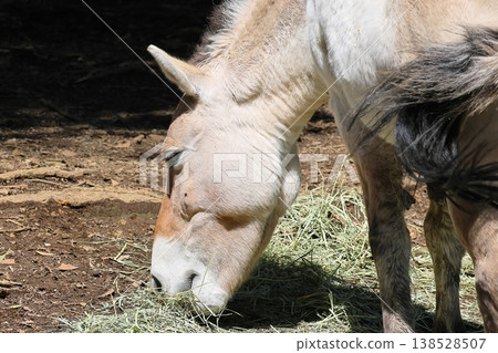 Moucona Moucona 138528507