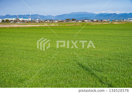 Wheat fields in Higashiomi City, Shiga Prefecture Wheat fields in Higashiomi City, Shiga Prefecture 138528576