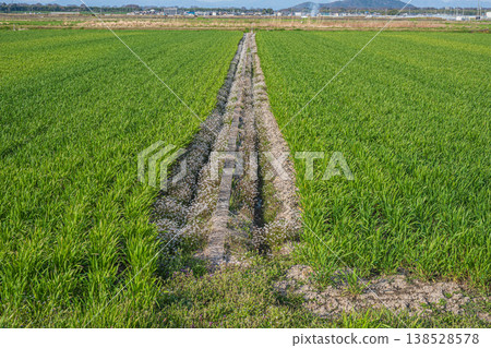 Wheat fields in Higashiomi City, Shiga Prefecture 138528578
