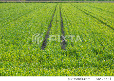 Wheat fields in Higashiomi City, Shiga Prefecture 138528581