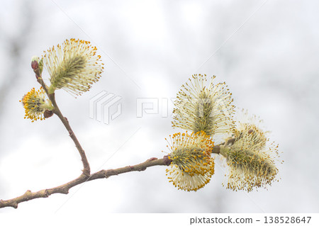 A branch of blooming, fluffy willow against a soft gray spring sky A branch of blooming, fluffy willow against a soft gray spring sky 138528647