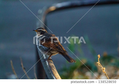 A thrush can be seen in central Tokyo; a scene of a wild bird perched on a fence. A thrush can be seen in central Tokyo; a scene of a wild bird perched on a fence. 138528650