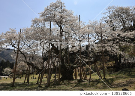 岐阜縣本棲市的大型薄櫻樹 岐阜縣本棲市的大型薄櫻樹 138528665