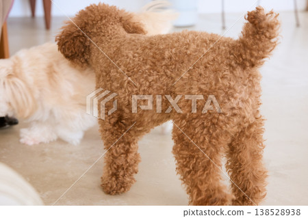 玩具貴賓犬和馬爾濟斯犬在室內互動：多犬家庭的日常生活 138528938