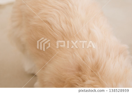 Close-up of a Maltese's coat: Soft coat texture and image of pet care. Close-up of a Maltese's coat: Soft coat texture and image of pet care. 138528939