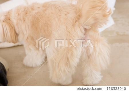 馬爾濟斯犬臀部周圍毛髮的特寫：衛生管理和寵物護理圖片。 138528940
