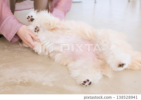 一隻馬爾濟斯犬仰躺著，被一位女士撫摸著，露出肚皮，表示舒適和信任。 138528941