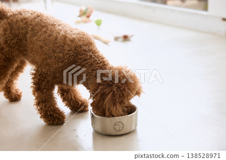 A toy poodle eating from a food bowl. A scene of a pet eating indoors. A toy poodle eating from a food bowl. A scene of a pet eating indoors. 138528971