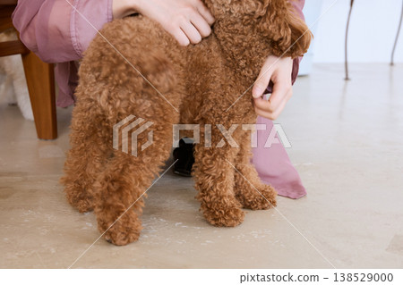A toy poodle's back view as a woman supports its body: Health check and pet care through physical contact. A toy poodle's back view as a woman supports its body: Health check and pet care through physical contact. 138529000