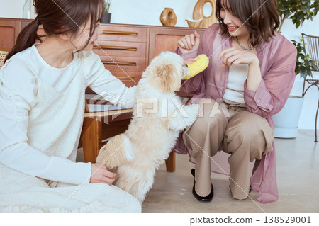 A Maltese dog playing with two women; fun pet interaction through play with toys. A Maltese dog playing with two women; fun pet interaction through play with toys. 138529001