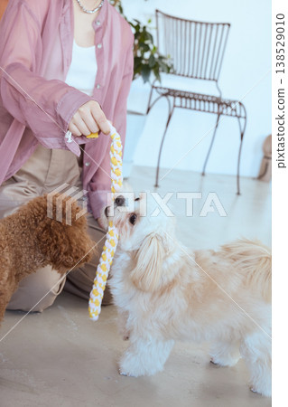 A Maltese and a Toy Poodle playing with rope toys: Indoor pet play enjoyed by a woman. 138529010