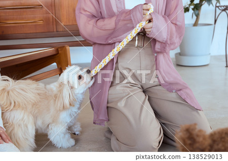 一隻馬爾濟斯犬和一隻玩具貴賓犬在玩繩子玩具:一位女士在室內欣賞寵物玩耍。 一隻馬爾濟斯犬和一隻玩具貴賓犬在玩繩子玩具:一位女士在室內欣賞寵物玩耍。 138529013