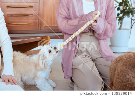 A Maltese and a Toy Poodle playing with rope toys: Indoor pet play enjoyed by a woman. 138529014
