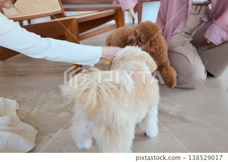 A Maltese and a Toy Poodle playing with rope toys: Indoor pet play enjoyed by a woman. 138529017