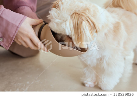 A Maltese dog gazes at its food bowl; a cute pet training scene while waiting for its meal. A Maltese dog gazes at its food bowl; a cute pet training scene while waiting for its meal. 138529026