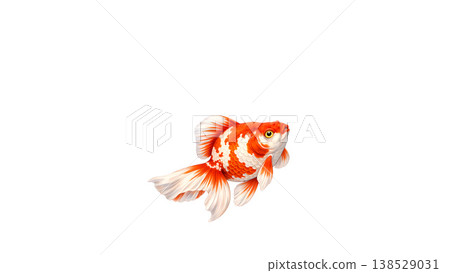 高解析度插圖，描繪了一條日式金魚（琉金風格）漂浮在白色背景上，正面視角，留有文字空間。 138529031