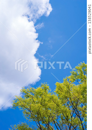 清新的藍天和清新的綠色 138529041