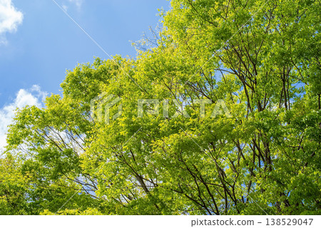 Refreshing blue sky and fresh green Refreshing blue sky and fresh green 138529047