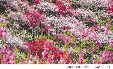 阿智村、花桃村 138529073