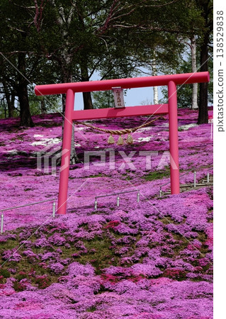 A torii gate standing amidst moss phlox 138529838