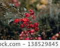 Clusters of small red spray roses blooming on a bush in a moody garden, vintage floral aesthetic, dark green foliage background, rustic summer nature, romantic botanical close up Rosebush in a garden 138529845
