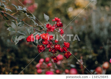 Clusters of small red spray roses blooming on a bush in a moody garden, vintage floral aesthetic, dark green foliage background, rustic summer nature, romantic botanical close up Rosebush in a garden Clusters of small red spray roses blooming on a bush in a moody garden, vintage floral aesthetic, dark green foliage background, rustic summer nature, romantic botanical close up Rosebush in a garden 138529845