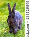 Flemish Giant rabbit sitting on green grass in the garden, authentic animal portrait, dark grey fur, natural outdoor lighting, sustainable lifestyle and backyard homestead concept. Easter rabbit. 138529846