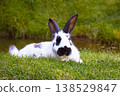 English spot rabbit lying on green grass in the garden, white bunny with black spots, authentic animal portrait outdoors, countryside lifestyle, backyard homestead concept, spring nature. Easter bunny 138529847