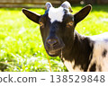 Funny and cute black and white nigerian dwarf goat looking at camera in sunny garden, authentic animal portrait, backyard homesteading and sustainable lifestyle concept, spring nature. Farmland scene 138529848