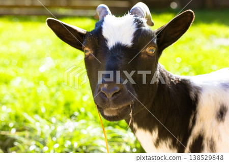 Funny and cute black and white nigerian dwarf goat looking at camera in sunny garden, authentic animal portrait, backyard homesteading and sustainable lifestyle concept, spring nature. Farmland scene Funny and cute black and white nigerian dwarf goat looking at camera in sunny garden, authentic animal portrait, backyard homesteading and sustainable lifestyle concept, spring nature. Farmland scene 138529848