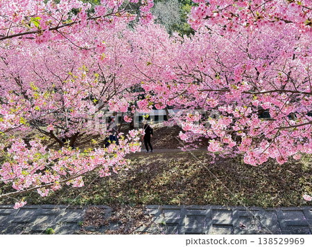 河津櫻花 138529969