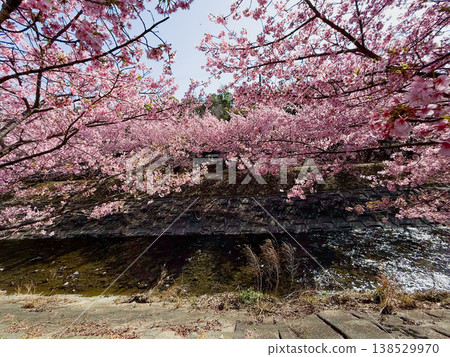Kawazu cherry tree 138529970