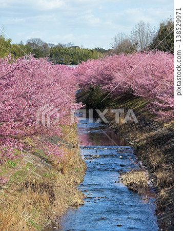 河津櫻花 138529971