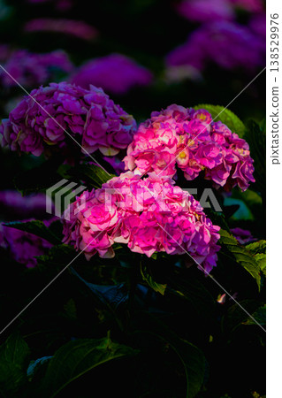 hydrangea   138529976