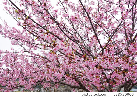 河津櫻花，沿漾野川，早春。 138530006