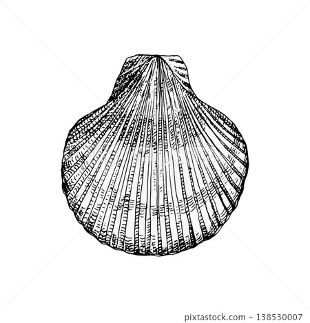 Vector illustration of a scallop seashell in vintage engraving style. Detailed texture and fine lines. Suitable for marine design, logos, packaging, prints or coastal decor Vector illustration of a scallop seashell in vintage engraving style. Detailed texture and fine lines. Suitable for marine design, logos, packaging, prints or coastal decor 138530007