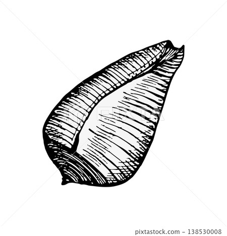 Vector illustration of a seashell side view. Engraving style with bold contours and fine texture lines. Suitable for marine themes, logos, packaging, prints, vintage design, or coastal branding Vector illustration of a seashell side view. Engraving style with bold contours and fine texture lines. Suitable for marine themes, logos, packaging, prints, vintage design, or coastal branding 138530008