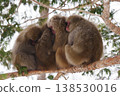[Kamikochi] Monkeys in winter 138530016