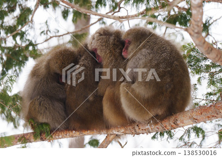 [Kamikochi] Monkeys in winter 138530016